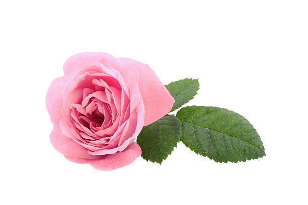 istock Beautiful pink tea rose isolated on white background 613326234