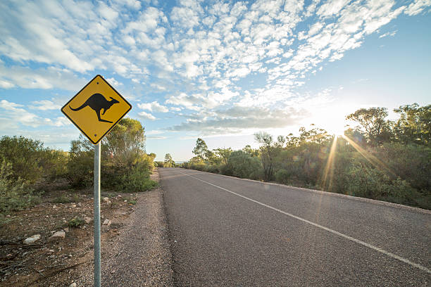 Kangaroo warning sign in the outback, Northern territory, Australia Kangaroo warning sign in the outback, Northern territory, Australia. kangaroo crossing sign stock pictures, royalty-free photos & images