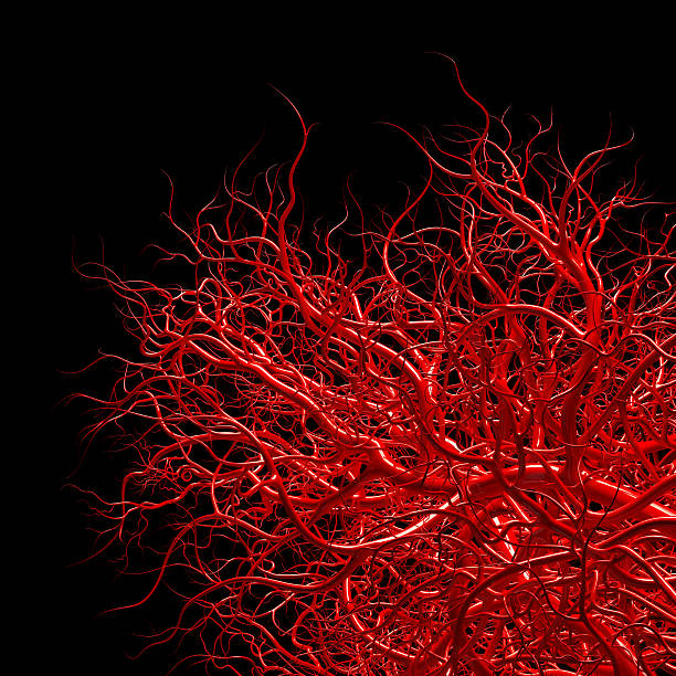 istock vascular system - blood vessels on black 613327276