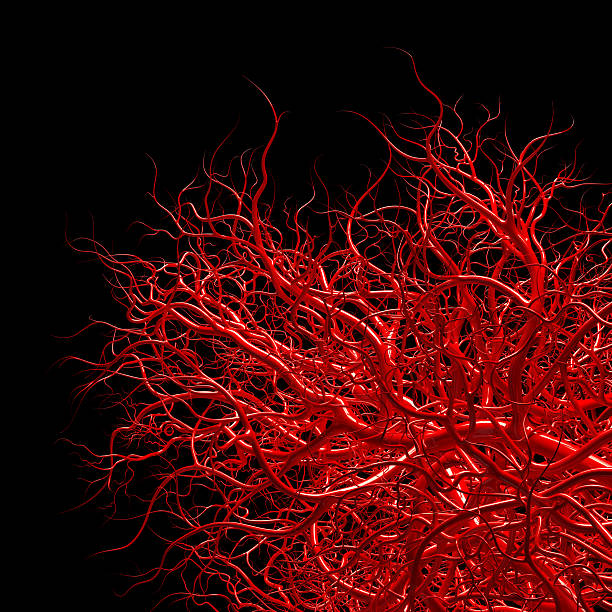 układ naczyniowy - naczynia krwionośne na czarnym - cell plant cell biology scientific micrograph zdjęcia i obrazy z banku zdjęć
