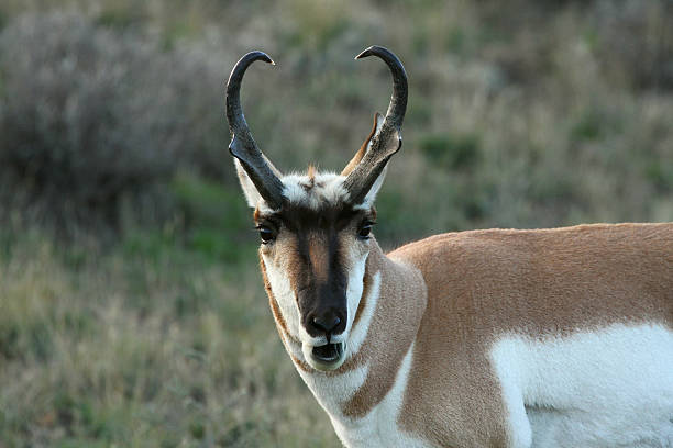 istock Pronghorn Antelope at the morning 613327674
