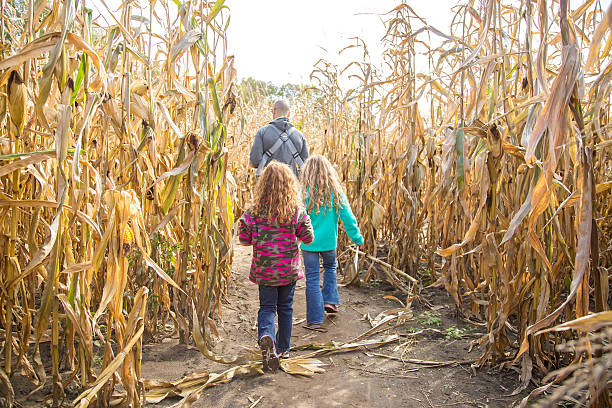 Two Girls & Dad Walking Through Autumn Corn Maze Rear view of two young girls (sisters) walking with Dad through an autumn corn maze. The younger sister is nearest the camera and has curly red hair. In front of her is her older sister with curly blonde hair. Dad is in the lead and is wearing a baby carrier with the girls' youngest sibling in front of him, hidden from the camera in this image. corn-maze stock pictures, royalty-free photos & images
