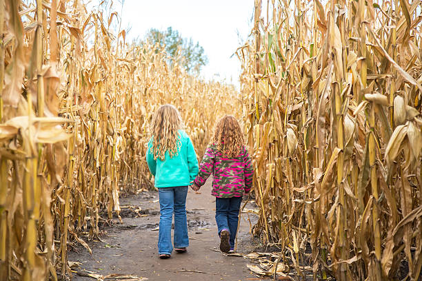 istock Two Girls Walking Through Corn Maze in Autumn 613328544