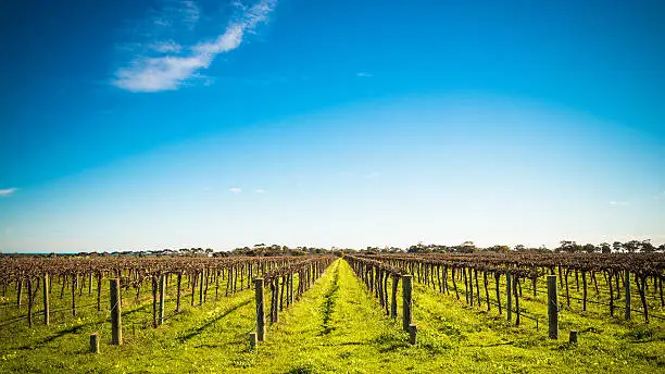 Grape vines in McLaren Vale, South Australia.