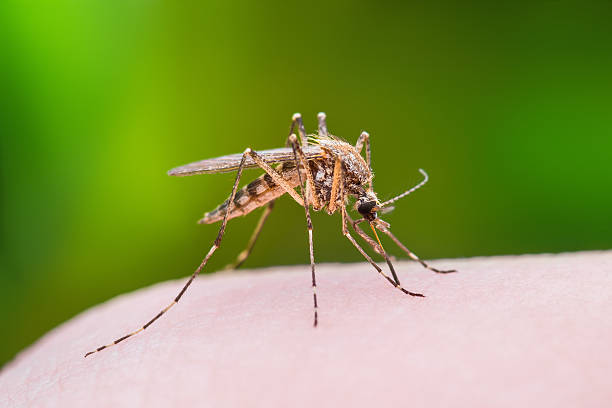 mosquito bocadillo - mosquito malaria parasite biting insect fotografías e imágenes de stock