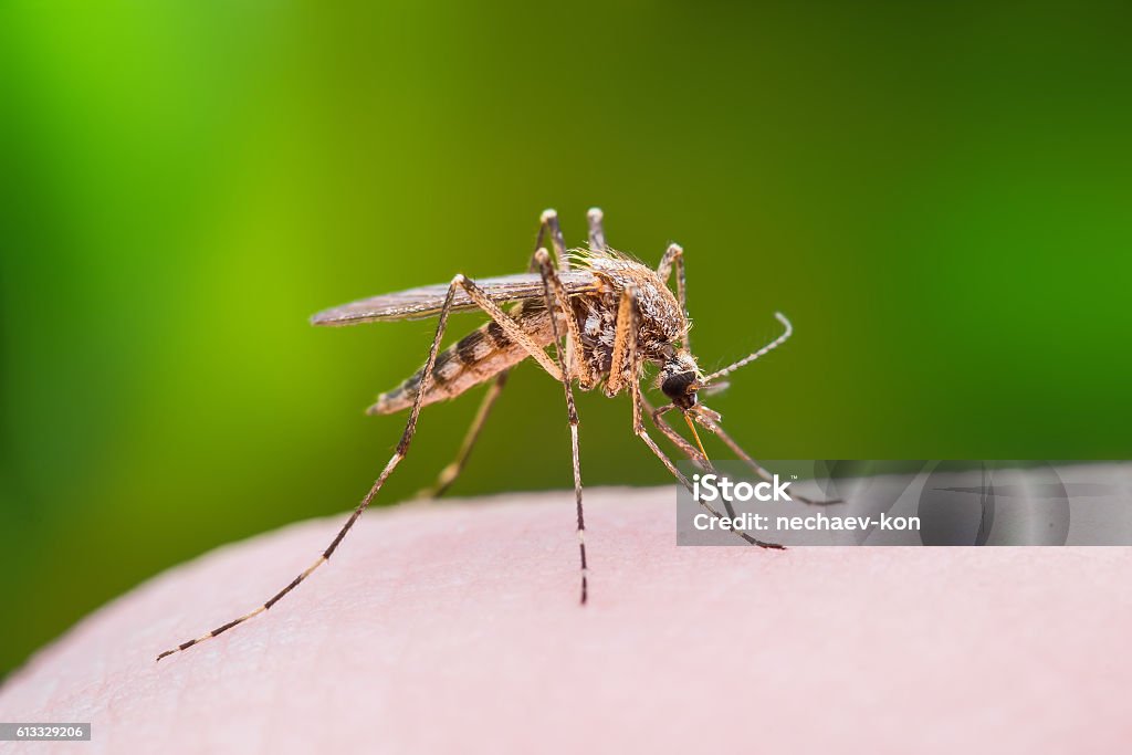 Mosquito Bite Mosquito Bite Macro Photo Mosquito Stock Photo