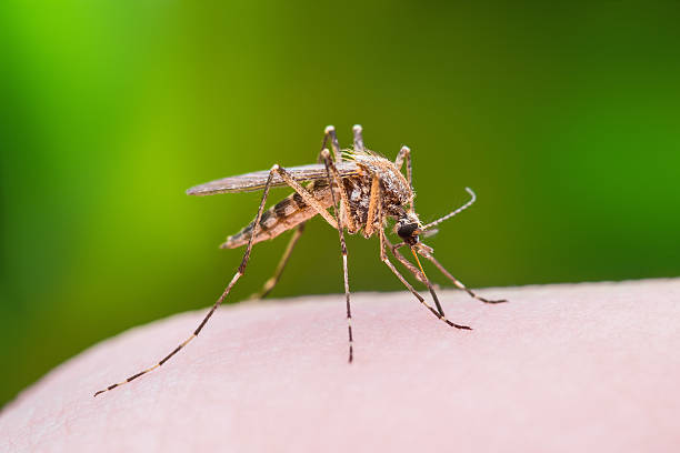 Mosquito Bite Mosquito Bite Macro Photo mosquito photos stock pictures, royalty-free photos & images
