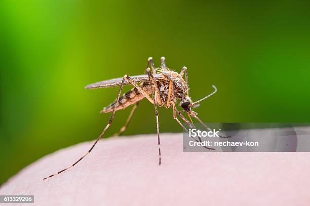 Mosquito Bite Stock Photo - Download Image Now - Mosquito, Zika Virus, Malaria