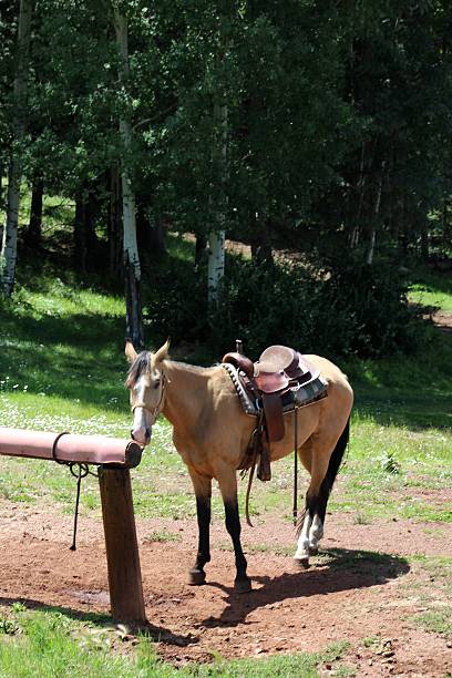 istock Waiting for my rider in color 613329618