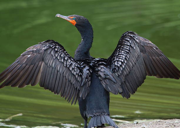 istock Double-Crested Cormorant Drying Wings Close Up 613330366
