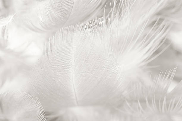 istock Black and white vintage color trends chicken feather texture background 613331860