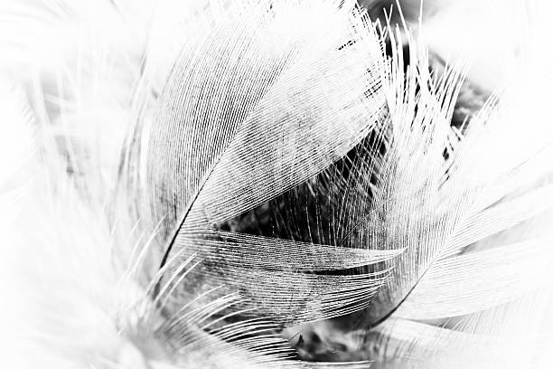 istock Black and white vintage color trends chicken feather texture background 613332142