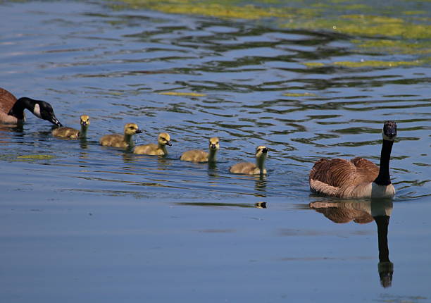 istock Group of Baby Goslings in a Row 613332146