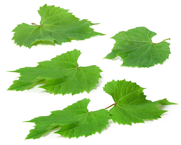 istock young green grape leaves on a white background 613332262