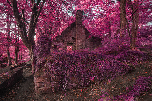 An abandoned stone building in Portland's Washington Park, also known as the Witch's House.