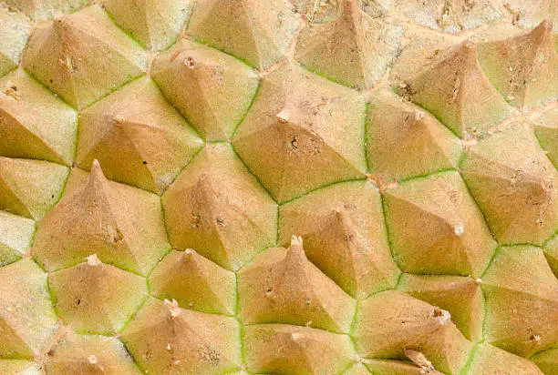 Photo of Rough texture of durian skin with thorns