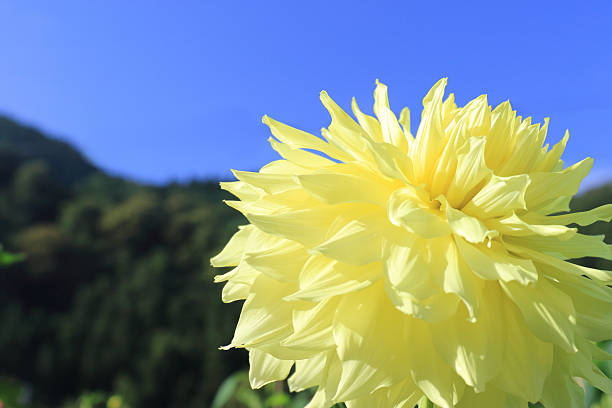 A beautiful salmon and yellow colored dahlia in a Cape Cod garden.