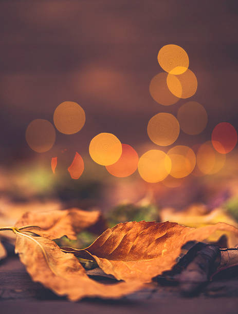 istock Fall background for Thankgiving with leaves and bokeh 613333696