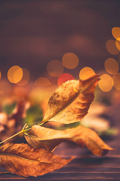 istock Fall background for Thankgiving with leaves and bokeh 613333712