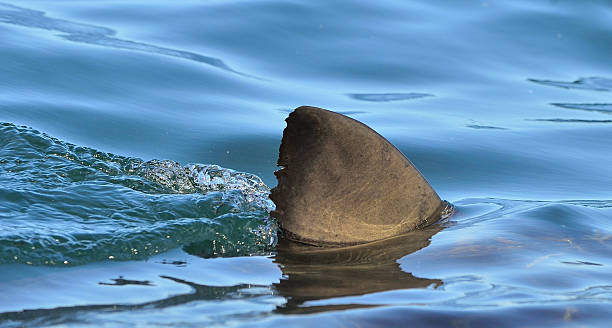 istock Shark fin above the water. 613333744