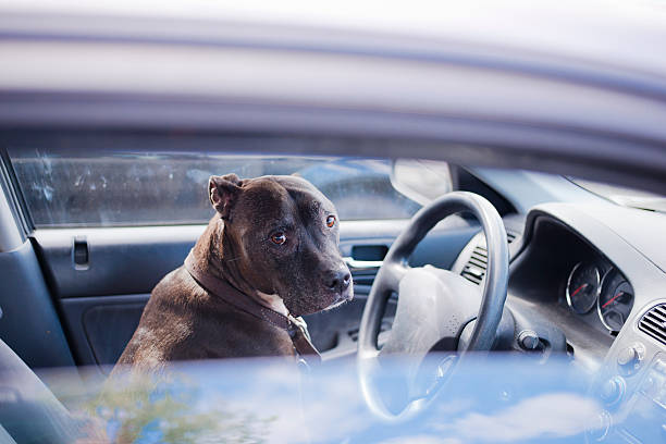 Brown color dog with short glossy hair looks sad in the open window of the car, sitting in the driver's seat behind the wheel