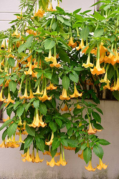 istock Angel’s Trumpet / Brugmansia 613334746