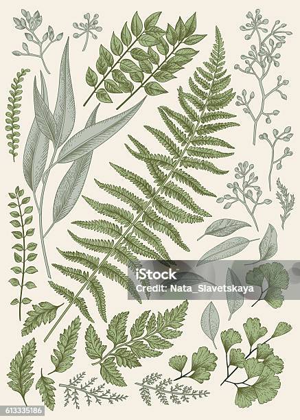 Leaf Set Stock Illustration - Download Image Now - Fern, Old-fashioned, Leaf