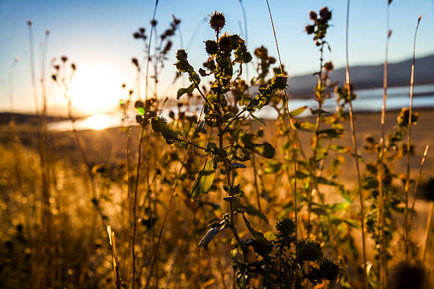 istock Sunset at Salt Creek in Utah 613335240