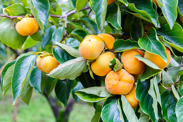 istock Unripe persimmon & fresh green leaves 613335498