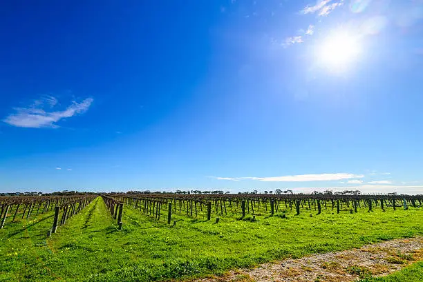 McLaren Vale wine valley, South Australia.