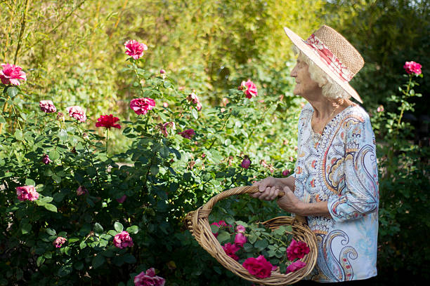 senior woman working in beautiful rose garden - senior women rose women flower bed imagens e fotografias de stock