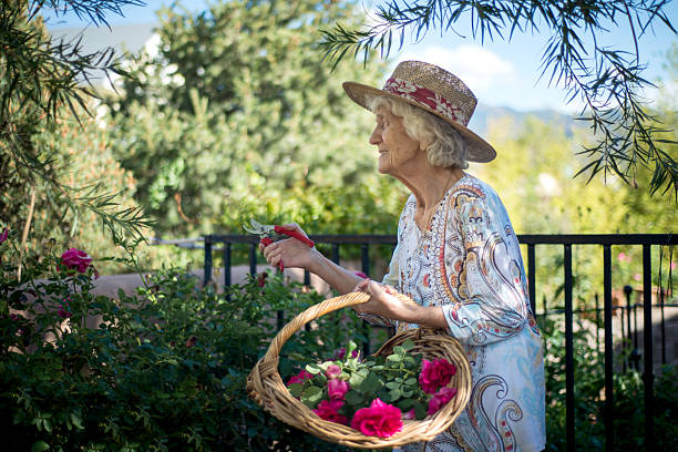 senior woman working in rose garden - senior women rose women flower bed imagens e fotografias de stock