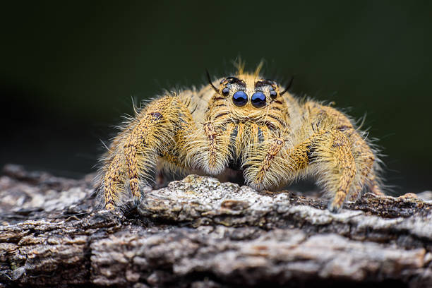 istock Female Hyllus diardi or Jumping spider 613338182