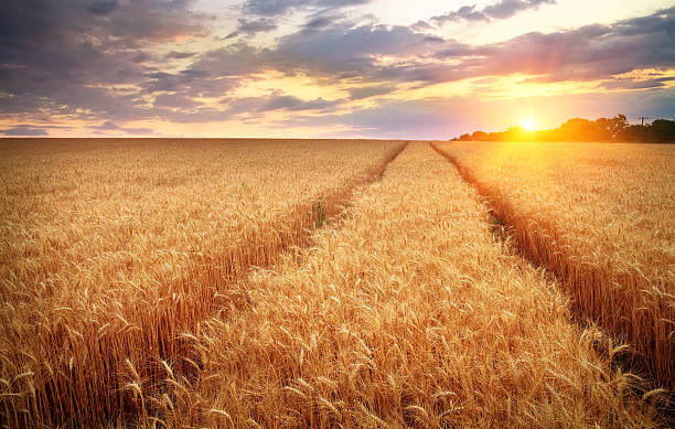 istock Meadow of wheat. Beautiful landscape. 613339310
