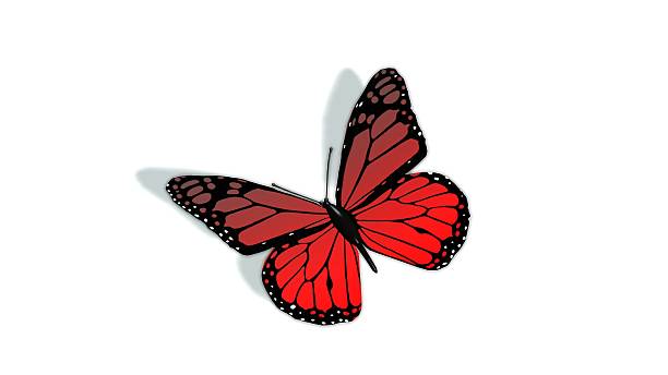 red butterfly isolated on white