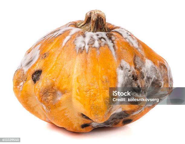 One Spoiled Pattypan With Mold Isolated On White Background Stock Photo - Download Image Now