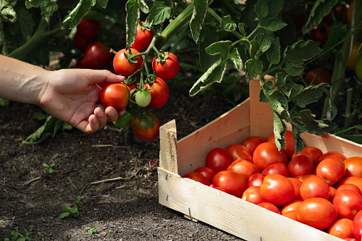 Farmer Picking Ripe Tomatoes from bush in Vegetable Garden and folds their into the wooden box