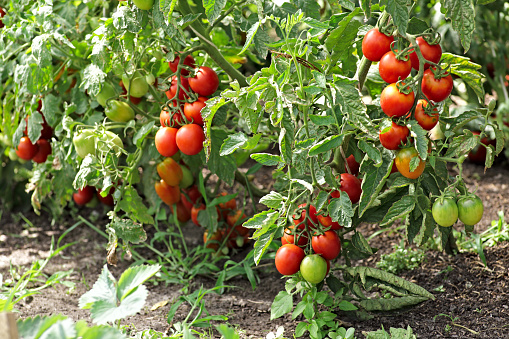 Ripe tomatoes growing on the branches in the garden