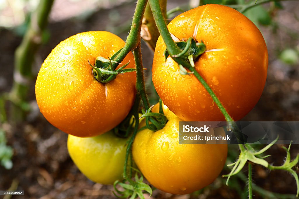 Tomaten wachsenden auf den Filialen - Lizenzfrei Agrarbetrieb Stock-Foto