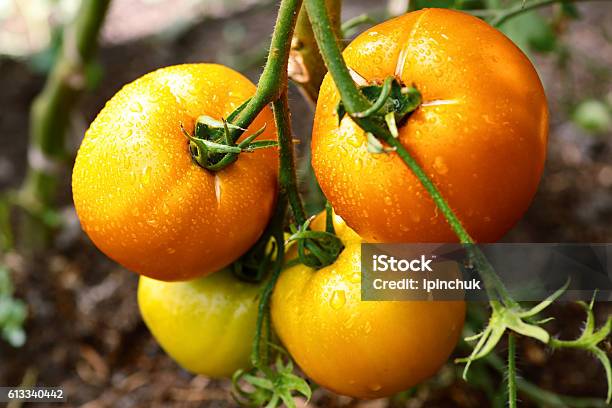 Tomates Crecimiento En Las Ramas Foto de stock y más banco de imágenes de Agricultura - Agricultura, Aire libre, Alimento