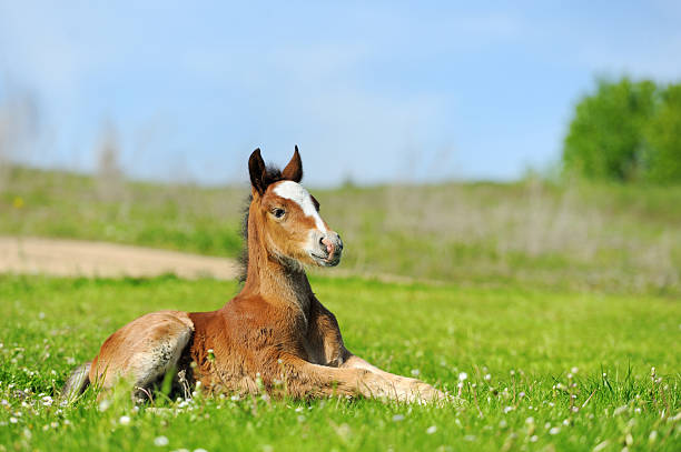Little cute colt walk Little cute colt walk on spring pasture colts stock pictures, royalty-free photos & images
