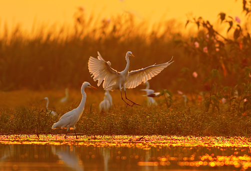 great egret landing at sunrise time in a pond