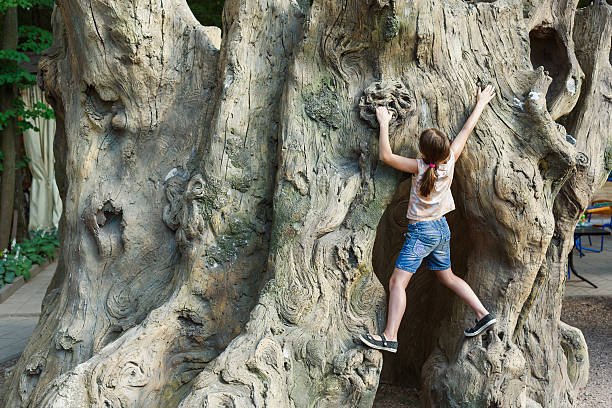 Girl is climbing on tree. Active leisure of skilful female child outdoors. Very big old tree in park.