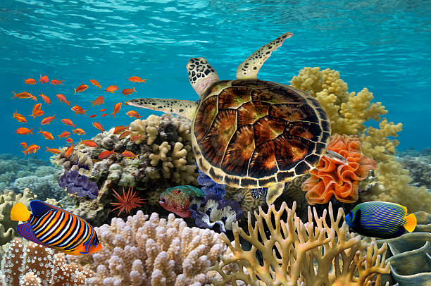 istock Green turtle swimming in blue ocean 613342400