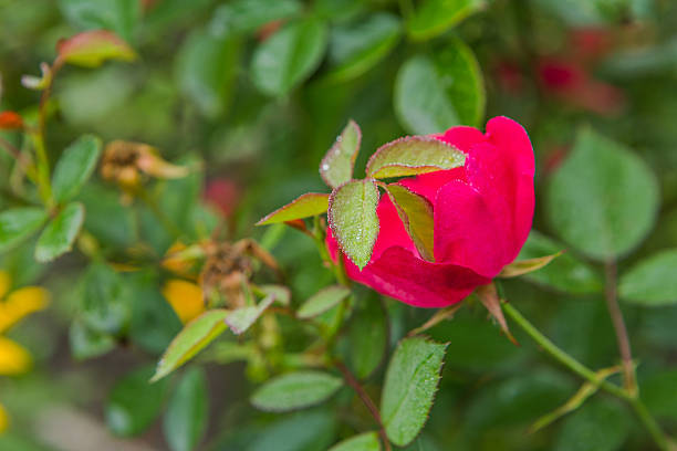 istock Dew water drops on rose flower leaves. 613342446