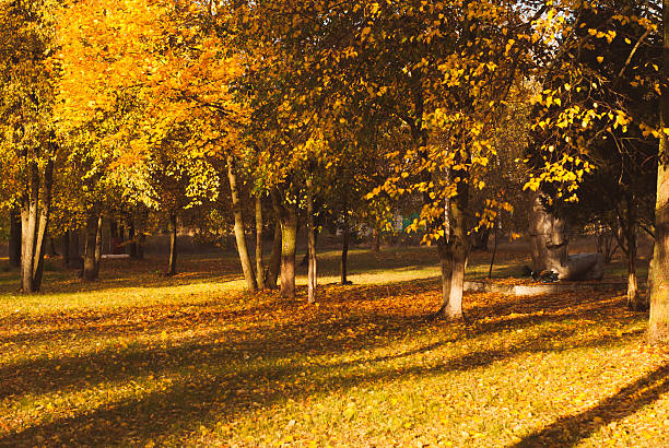 istock Colorful foliage in the autumn park 613343974