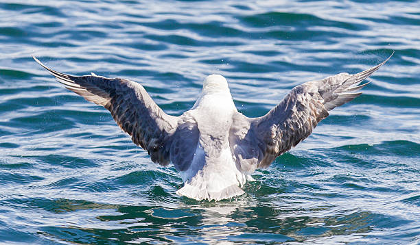 istock Fulmar, Fulmarus glacialis washing 613345296