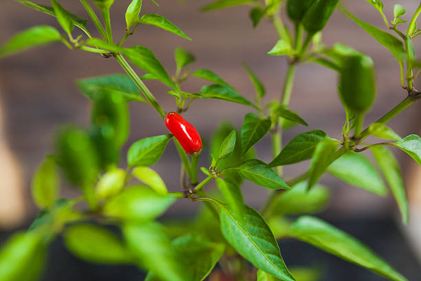 istock Red and green chili peppers on a branch 613345902