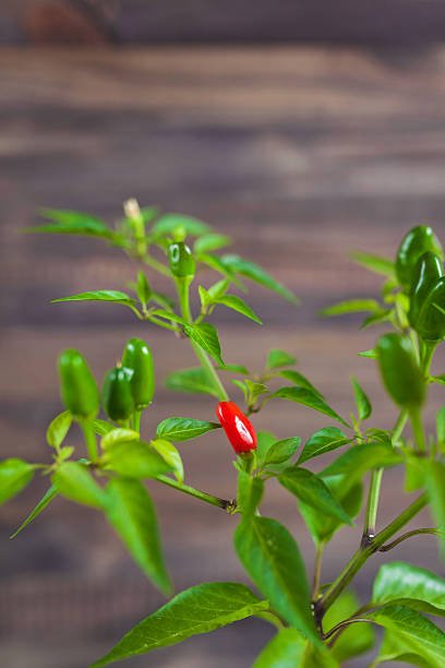 istock Red and green chili peppers on a branch 613345968