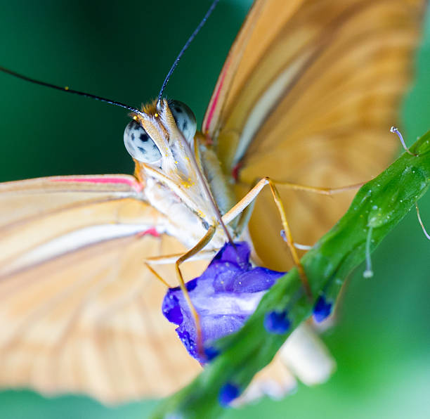 Yellow butterfly on blue flower Yellow butterfly on blue flower, extreme close-up lepidopterans stock pictures, royalty-free photos & images
